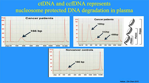 ctDNA和ccfDNA代表核糖体保护的DNA在血浆中的降解情况