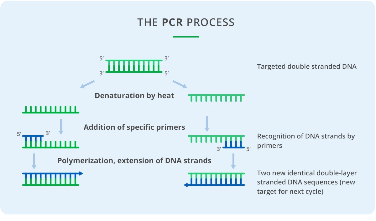 PCR Process
