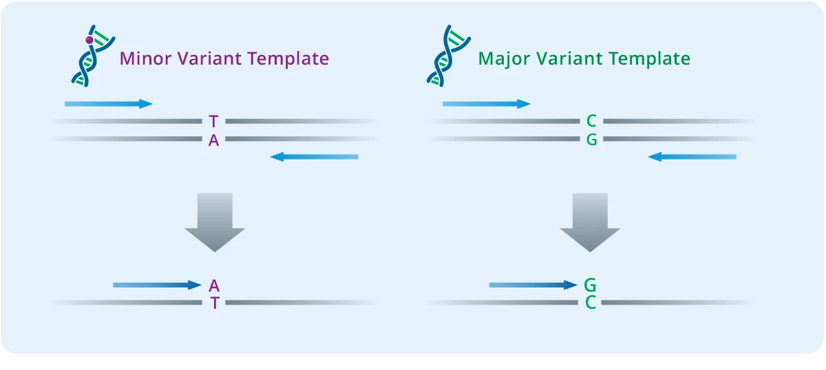 Single Base Extension