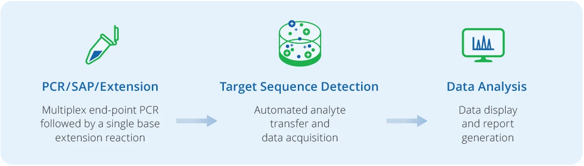Visual diagram of the MassARRAY workflow showing PCR, target sequence detection, and data analysis steps in genetic research. 